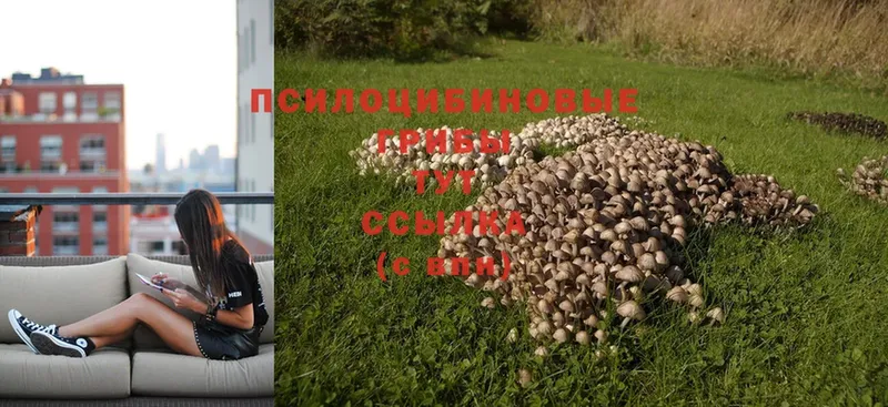 Псилоцибиновые грибы Cubensis  ссылка на мегу вход  Анапа  цена наркотик 